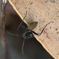 Camponotus aeneopilosus at Dickson, ACT - 13 Oct 2024 01:57 PM