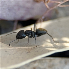 Camponotus aeneopilosus at Dickson, ACT - 13 Oct 2024 01:57 PM