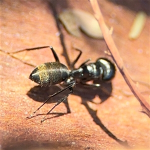 Camponotus aeneopilosus at Dickson, ACT - 13 Oct 2024 01:57 PM