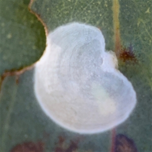 Hyalinaspis pallidinota at Dickson, ACT - 13 Oct 2024