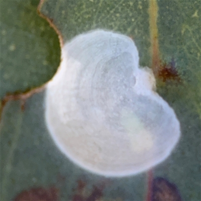 Hyalinaspis pallidinota (Eucalyptus psyllid) at Dickson, ACT - 13 Oct 2024 by Hejor1