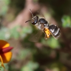 Unidentified Bee (Hymenoptera, Apiformes) at Bandiana, VIC - 12 Oct 2024 by KylieWaldon