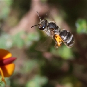 Unidentified Bee (Hymenoptera, Apiformes) at Bandiana, VIC by KylieWaldon