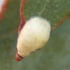 Coccoidea (superfamily) (Mealy bug or scale insect) at Dickson, ACT - 13 Oct 2024 by Hejor1