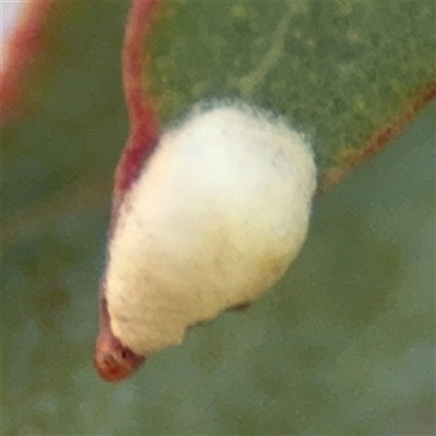 Coccoidea (superfamily) (Mealy bug or scale insect) at Dickson, ACT - 13 Oct 2024 by Hejor1