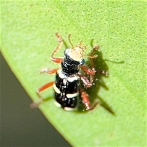 Lemidia nitens at Dickson, ACT - 13 Oct 2024 02:26 PM