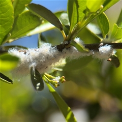 Eriosoma lanigerum (Woolly Aphid) at Dickson, ACT - 13 Oct 2024 by Hejor1