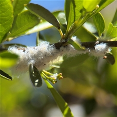 Eriosoma lanigerum (Woolly Aphid) at Dickson, ACT - 13 Oct 2024 by Hejor1