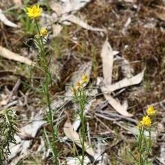 Xerochrysum viscosum (Sticky Everlasting) at Bandiana, VIC - 12 Oct 2024 by KylieWaldon