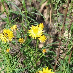 Xerochrysum viscosum at Bandiana, VIC - 13 Oct 2024