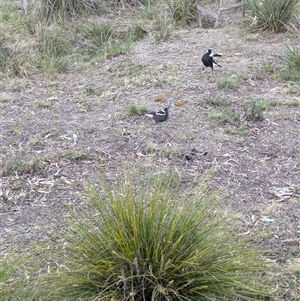 Gymnorhina tibicen at O'Connor, ACT - 11 Oct 2024