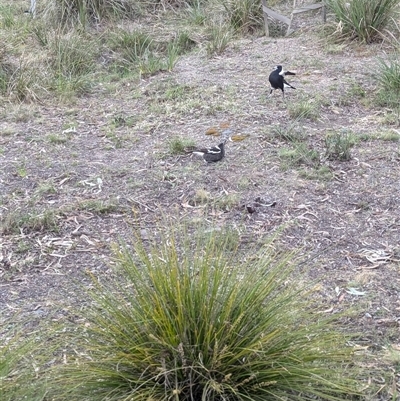 Gymnorhina tibicen (Australian Magpie) at O'Connor, ACT - 11 Oct 2024 by Darcy