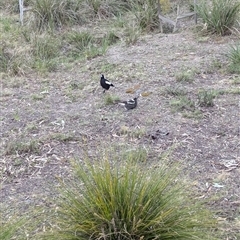 Gymnorhina tibicen at O'Connor, ACT - 11 Oct 2024