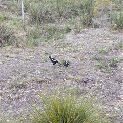 Gymnorhina tibicen at O'Connor, ACT - 11 Oct 2024