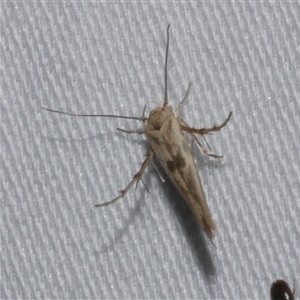 Stathmopoda hyposcia at Freshwater Creek, VIC - 18 Feb 2021