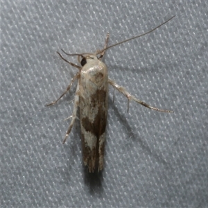 Stathmopoda melanochra at Freshwater Creek, VIC - 18 Feb 2021