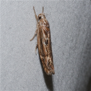 Clerarcha dryinopa (Xyloryctidae) at Freshwater Creek, VIC by WendyEM