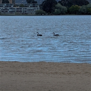 Cygnus atratus at Barton, ACT - 12 Oct 2024 07:47 AM