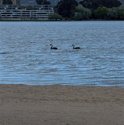 Cygnus atratus (Black Swan) at Barton, ACT - 12 Oct 2024 by Darcy