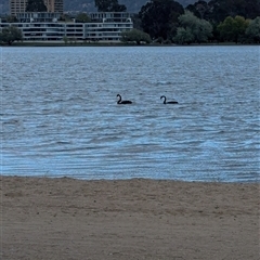 Cygnus atratus at Barton, ACT - 12 Oct 2024 07:47 AM