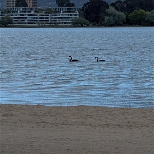 Cygnus atratus at Barton, ACT - 12 Oct 2024 07:47 AM