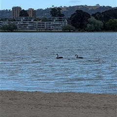 Cygnus atratus at Barton, ACT - 12 Oct 2024 07:47 AM