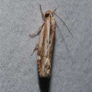 Clerarcha dryinopa at Freshwater Creek, VIC - 18 Feb 2021