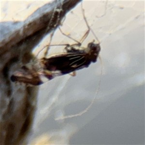 PSOCOPTERA (Order) at Dickson, ACT - 13 Oct 2024