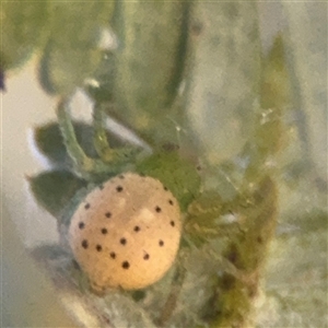 Australomisidia sp. (genus) at Dickson, ACT - 13 Oct 2024