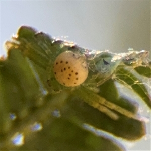 Australomisidia sp. (genus) at Dickson, ACT - 13 Oct 2024