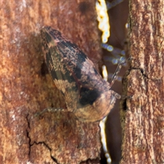 Eurymeloides adspersa at Dickson, ACT - 13 Oct 2024