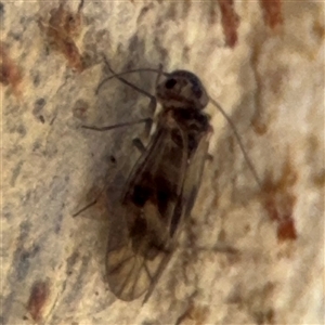 PSOCOPTERA (Order) at Dickson, ACT - 13 Oct 2024 02:54 PM