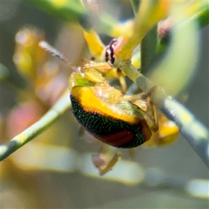 Calomela parilis at Dickson, ACT - 13 Oct 2024 03:00 PM