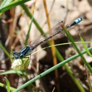 Ischnura heterosticta at Bandiana, VIC - 13 Oct 2024