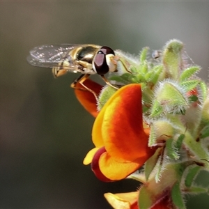 Simosyrphus grandicornis (Common hover fly) at Bandiana, VIC by KylieWaldon