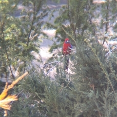 Platycercus elegans (Crimson Rosella) at Acton, ACT - 13 Oct 2024 by Darcy