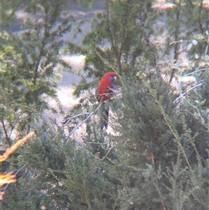 Platycercus elegans at Acton, ACT - 13 Oct 2024 09:41 AM