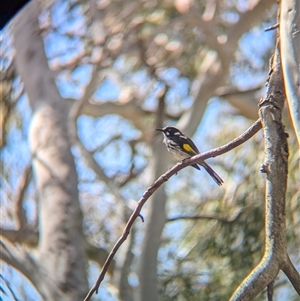 Phylidonyris novaehollandiae at Acton, ACT - 13 Oct 2024