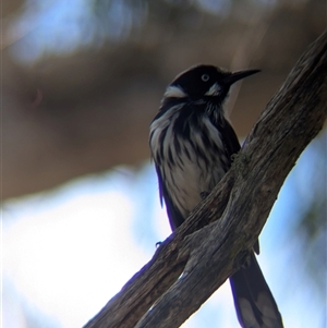 Phylidonyris novaehollandiae at Acton, ACT - 13 Oct 2024