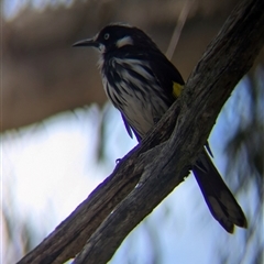 Phylidonyris novaehollandiae at Acton, ACT - 13 Oct 2024