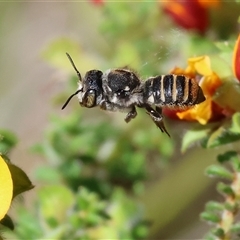 Unidentified Bee (Hymenoptera, Apiformes) at Bandiana, VIC - 12 Oct 2024 by KylieWaldon