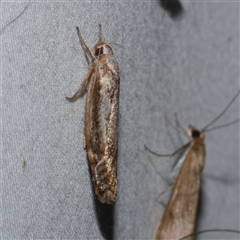 Clerarcha dryinopa (Xyloryctidae) at Freshwater Creek, VIC - 19 Feb 2021 by WendyEM