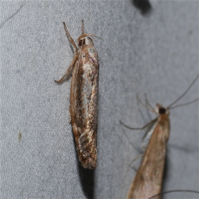 Clerarcha dryinopa (Xyloryctidae) at Freshwater Creek, VIC - 19 Feb 2021 by WendyEM