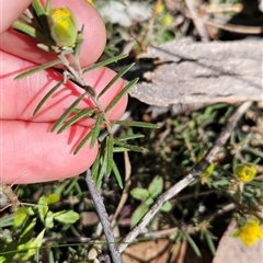 Hibbertia calycina (Lesser Guinea-flower) at Uriarra Village, ACT - 13 Oct 2024 by BethanyDunne