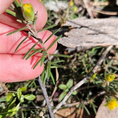 Hibbertia calycina (Lesser Guinea-flower) at Uriarra Village, ACT - 13 Oct 2024 by BethanyDunne