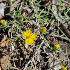 Hibbertia calycina at Uriarra Village, ACT - 13 Oct 2024 10:31 AM