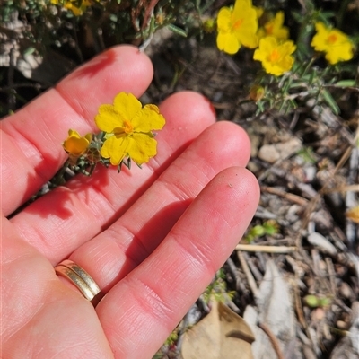 Hibbertia stricta at Uriarra Village, ACT - 13 Oct 2024 by BethanyDunne