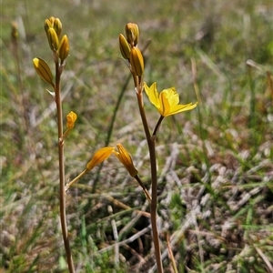 Bulbine bulbosa at Uriarra Village, ACT - 13 Oct 2024