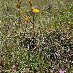 Bulbine bulbosa at Uriarra Village, ACT - 13 Oct 2024