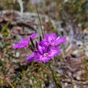 Thysanotus tuberosus subsp. tuberosus at Uriarra Village, ACT - 13 Oct 2024